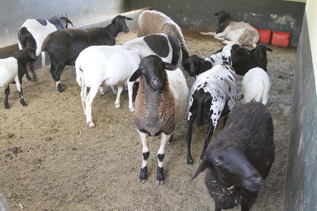 Hotel Fazenda Parque Dos Sonhos Socorro  Ngoại thất bức ảnh